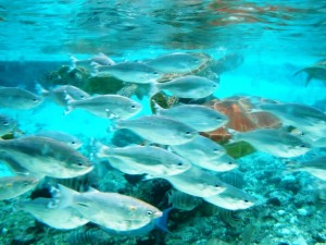 Bora Bora Hotel Snorkeling
