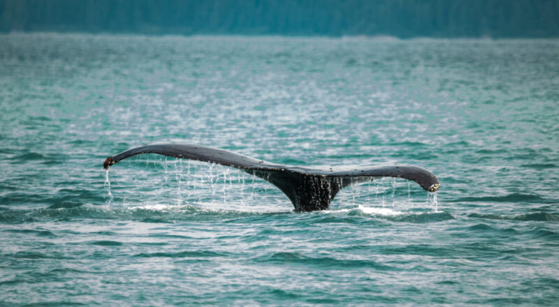 whale-watching-juneau-alaska